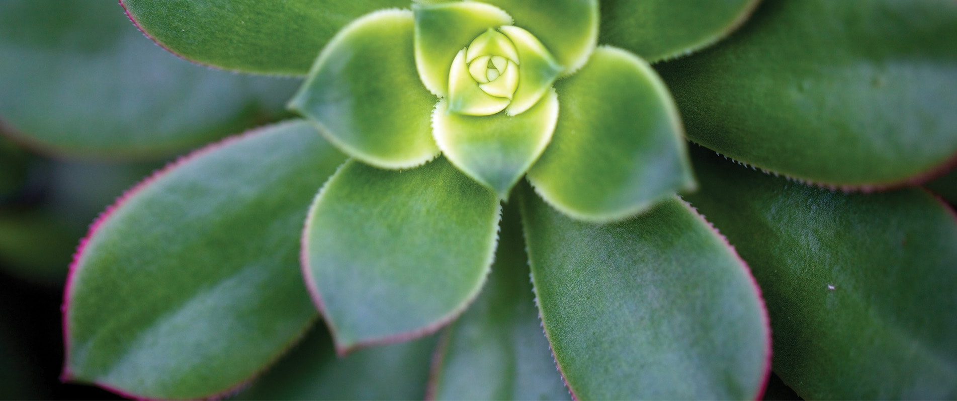 contact-us-submit-a-request-texas-tropical-horticultural-services
